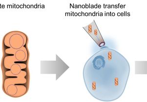 Mitochondrial dna dating method